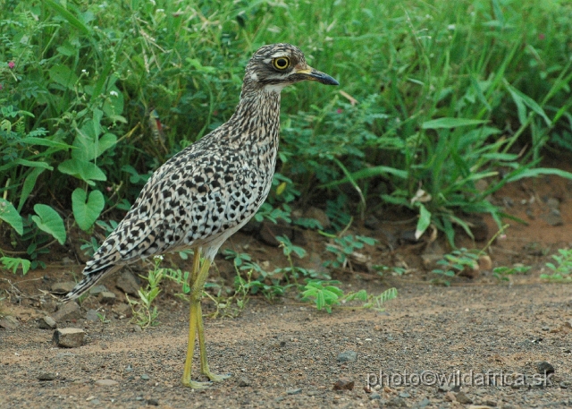 puku rsa 057.jpg - Spotted Thick-knee (Burhinus capensis)